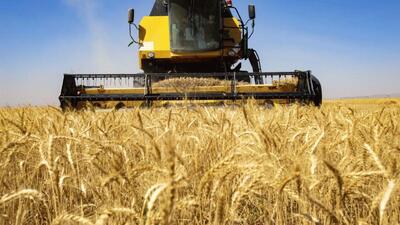 رشد ۱۷ درصدی خرید گندم در استان قزوین