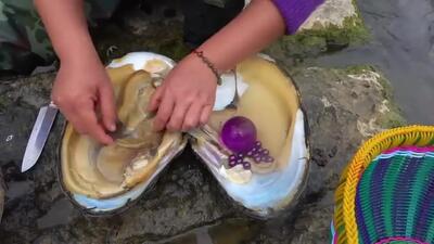 ویدیو/ صید صدف‌ غول پیکر با مروارید‌های نایاب بنفش!