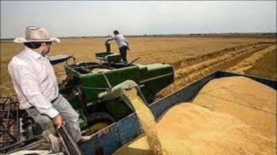 خرید ۷۴ هزار تن گندم مازاد بر نیاز کشاورزان استان