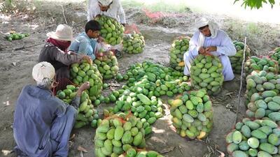 بیش از ۱۴ هزار و ۷۰۰ تن انبه در سیستان و بلوچستان برداشت شد
