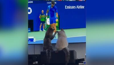 واکنش‌های جالب گربه‌ها به مسابقات تنیس (فیلم)