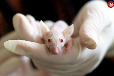 پرورش موش‌هایی که سیستم ایمنی‌شان کاملا شبیه انسان است