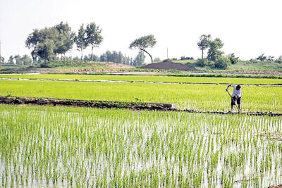 کشت برنج در ۶۵۰‌  هزار هکتار  از  اراضی کشور