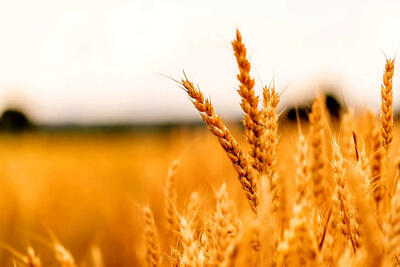رشد ۱۵ درصدی خرید گندم از کشاورزان