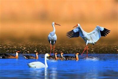 سیبری مقصد تابستانه پرندگان تالاب شیرین سو