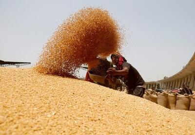 میزان رشد خرید گندم طی امسال چقدر بود؟