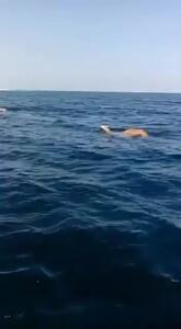 فیلم دیدنی از لحظه شنای شترها در دریا
