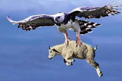 از بدایع حیات وحش؛ عقاب غول پیکر یک بز را زنده از آسمان پرتاب می کند