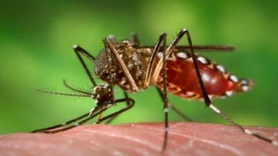 مردم با مشاهده تغییر الگوی گزش پشه‌ها اطلاع‌رسانی کنند