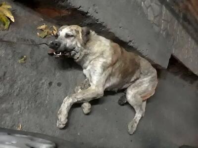 انتشار ویدئویی از دار زدن یک قلاده سگ در حوالی چالوس؛ مسئولان اظهار بی‌اطلاعی کردند