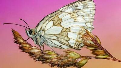 ( عکس) پروانه‌ی مرمری: رقص بال‌های ظریف در دل طبیعت