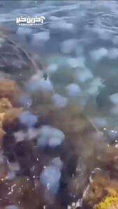 (ویدئو) هجوم عروس‌های دریایی به سطح آب در کریمه