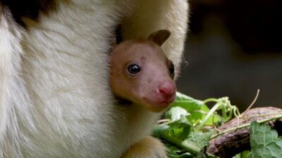 (ویدئو) تولد یک بچه کانگوروی درختی در معرض انقراض
