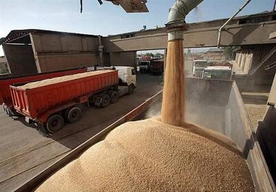 قیمت خرید تضمینی گندم کی اعلام می‌شود؟ / گندمکاران بخوانند