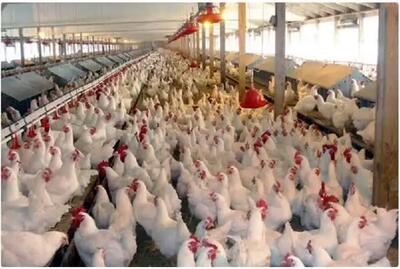 کاهش 6.2 درصدی شاخص تولیدکننده مرغداری صنعتی در خرداد