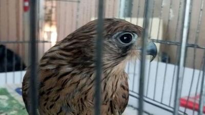 تحویل یک بهله پرنده شکاری مجروح به محیط زیست شهرستان گرگان