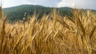 تولید ۵۵۰ هزار تن گندم در زنجان برآورد شد