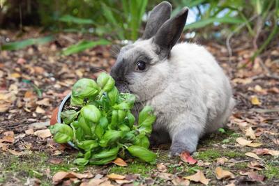 گیاهان باغی و خانگی مضر و سمی برای خرگوش ها