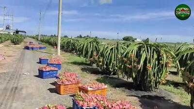 (ویدئو) فرآیند کاشت و برداشت دراگون فروت ( میوه اژدها) در مزارع آسیا