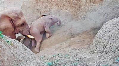 (ویدئو) کمک به بچه فیل برای بالا رفتن از صخره شیب‌دار