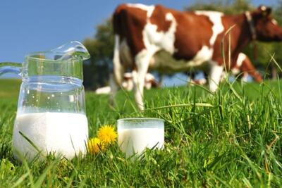 معاون وزیر جهاد کشاورزی: قیمت مصوب شیرخام تاکنون اعلام نشده است