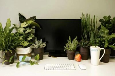 هوای خود را با این ۷ گیاه آپارتمانی داشته باشید