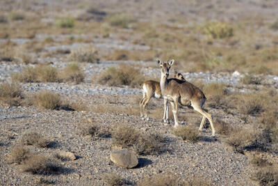 ثبت تصاویری زیبا از گونه های حیات وحش در بهشهر