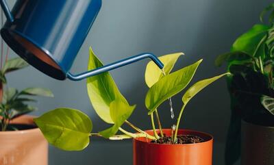 8 روش هوشمندانه آبیاری گیاهان، وقتی در خانه نیستیم!