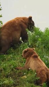فیلم منتشر شده از درگیری 2 خرس در حیات وحش