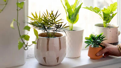 گیاهان آپارتمانی حساس به هوای سرد + عکس
