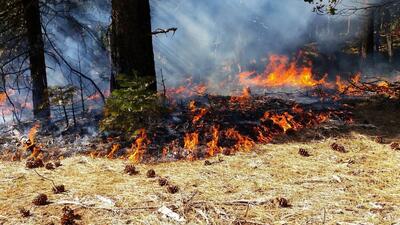 دلیل آتش‌سوزی ‌جنگل‌های زاگرس‌ عامل انسانی بود / آتش با اعزام دو بالگرد مهار شده‌