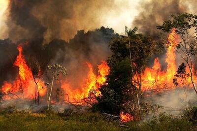 آتش‌ ۳۱۰۰ هکتار از جنگل‌های لرستان را خاکستر کرد