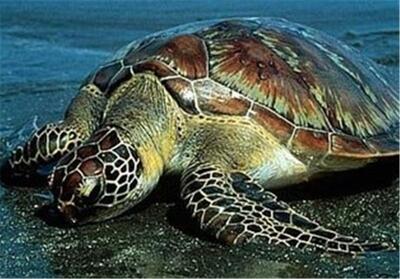 رهاسازی لاکپشت در خطر انقراض فراتی ‌در تالاب بامدژ‌ - تسنیم