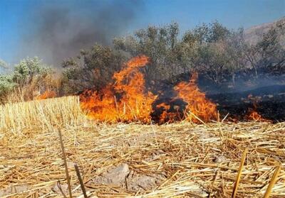 آتش‌سوزی در مراتع جاده چالوس - تسنیم