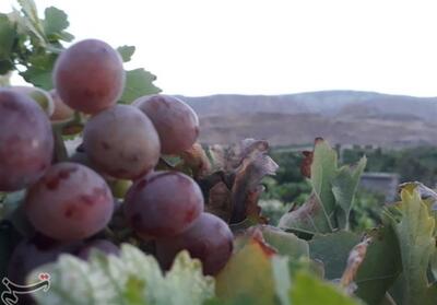 پیش‌بینی برداشت 15.5 تن انگور از باغات خراسان جنوبی - تسنیم