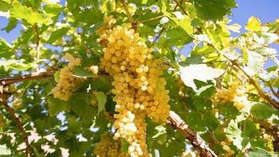 بیش از ۱۵ هزار تن انگور از باغ‌های خراسان جنوبی برداشت می‌شود