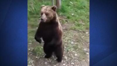 غذا دادن به خرس‌های جنگل در روسیه + فیلم