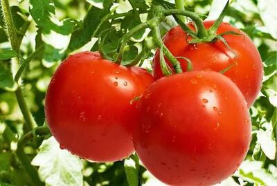 رکوردشکنی کشاورز بیضایی؛ تولید ۵۲۵۰ تن گوجه فرنگی