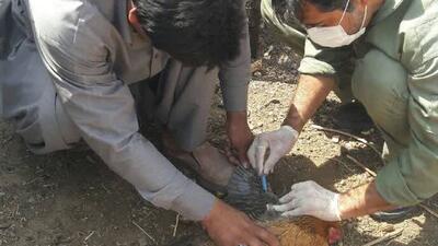 اجرای طرح پایش سرمی آنفلوانزای فوق حاد پرندگان در فهرج