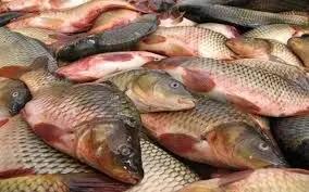 قیمت انواع ماهی امروز یکشنبه ۳۱ تیر ۱۴۰۳+ جدول