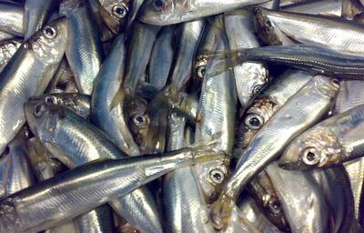 صید ۵۰۰ تن کیلکا ماهی توسط صیادان بندرانزلی