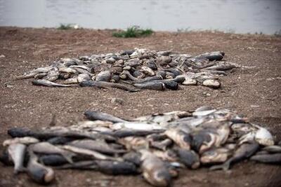 محیط زیست: به علت تأمین نشدن حقابه هورالعظیم، تعداد زیادی ماهی تلف شدند