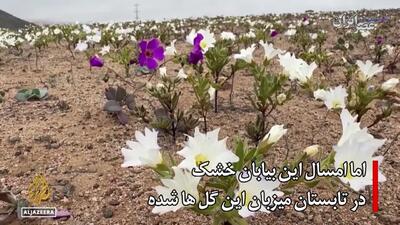 (ویدئو)‌ شگفتی در خشک‌ترین بیابان جهان؛ گل‌هایی که صحرای خشک و بی‌آب و علف روییدند
