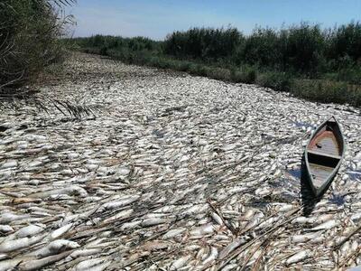 (ویدئو) مرگ هزاران ماهی در تالاب هورالعظیم