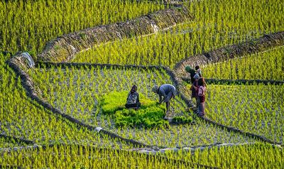 تصویر هوایی از مزارع زیبای برنج مازندران
