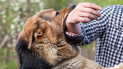 تجویز بیش از ۳۰۰ هزار سرم ضد هاری در کشور در ۱۴۰۲ / لزوم جمع‌آوری سگ‌های ولگرد
