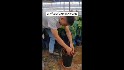 روش صحیح عوض کردن خاک گلدان