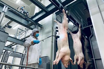 مدرن ترین کارخانه کنسرو گوشت خوک؛ خوک رو تو چرخ گوشت آسیاب میکنن قوطی میزنن