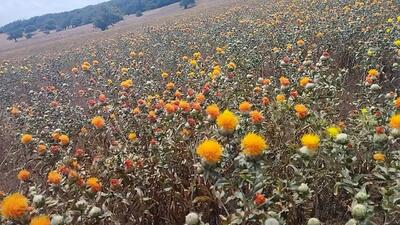 کشت دانه روغنی «گلرنگ» در شهرستان رودبار