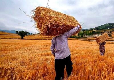 طلب 10 هزار و 700 میلیاردتومانی گندم‌کاران گلستانی‌ - تسنیم